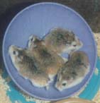 Press red detergent button